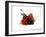 Cherry and Fresh Berries-Klaus Stemmler-Framed Photographic Print