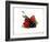 Cherry and Fresh Berries-Klaus Stemmler-Framed Photographic Print