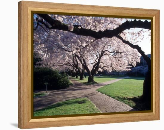 Cherry Blooms at the University of Washington, Seattle, Washington, USA-William Sutton-Framed Premier Image Canvas