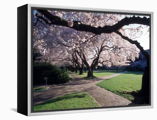 Cherry Blooms at the University of Washington, Seattle, Washington, USA-William Sutton-Framed Premier Image Canvas