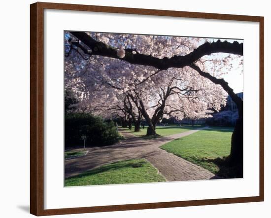 Cherry Blooms at the University of Washington, Seattle, Washington, USA-William Sutton-Framed Photographic Print