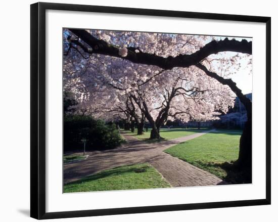 Cherry Blooms at the University of Washington, Seattle, Washington, USA-William Sutton-Framed Photographic Print