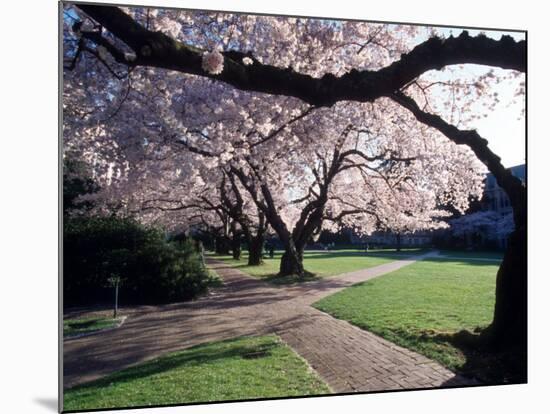 Cherry Blooms at the University of Washington, Seattle, Washington, USA-William Sutton-Mounted Photographic Print