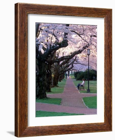 Cherry Blooms at the University of Washington, Seattle, Washington, USA-William Sutton-Framed Photographic Print