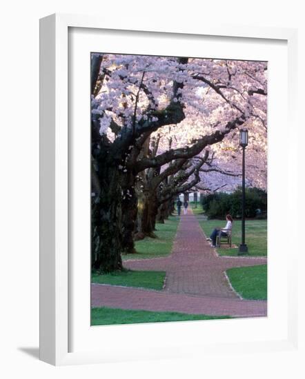 Cherry Blooms at the University of Washington, Seattle, Washington, USA-William Sutton-Framed Photographic Print