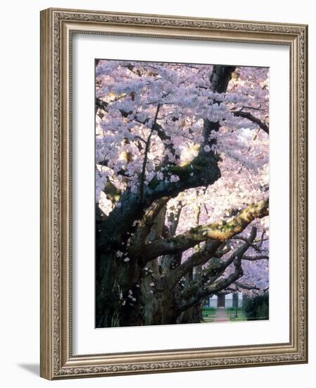 Cherry Blooms at the University of Washington, Seattle, Washington, USA-William Sutton-Framed Photographic Print