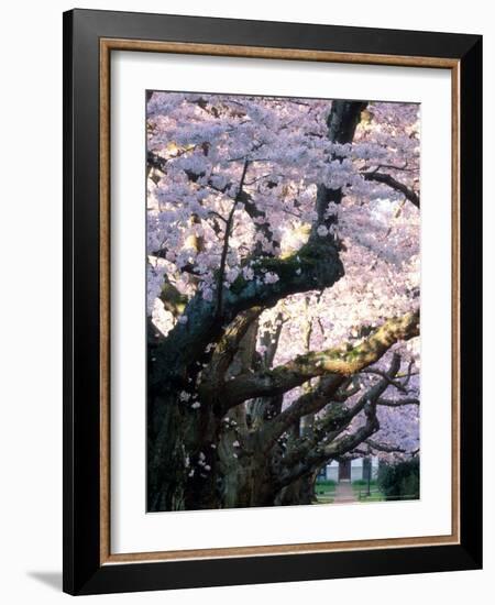 Cherry Blooms at the University of Washington, Seattle, Washington, USA-William Sutton-Framed Photographic Print