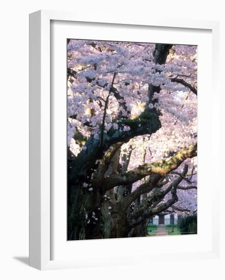 Cherry Blooms at the University of Washington, Seattle, Washington, USA-William Sutton-Framed Photographic Print