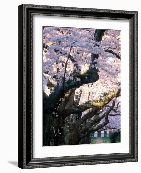 Cherry Blooms at the University of Washington, Seattle, Washington, USA-William Sutton-Framed Photographic Print