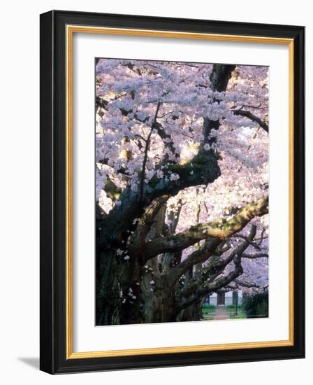 Cherry Blooms at the University of Washington, Seattle, Washington, USA-William Sutton-Framed Photographic Print