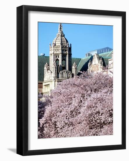 Cherry Blooms at the University of Washington, Seattle, Washington, USA-William Sutton-Framed Photographic Print