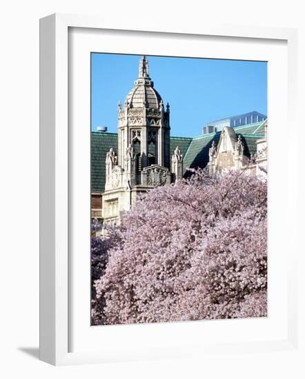 Cherry Blooms at the University of Washington, Seattle, Washington, USA-William Sutton-Framed Photographic Print