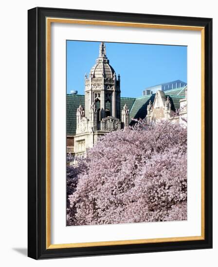 Cherry Blooms at the University of Washington, Seattle, Washington, USA-William Sutton-Framed Photographic Print