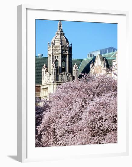 Cherry Blooms at the University of Washington, Seattle, Washington, USA-William Sutton-Framed Photographic Print