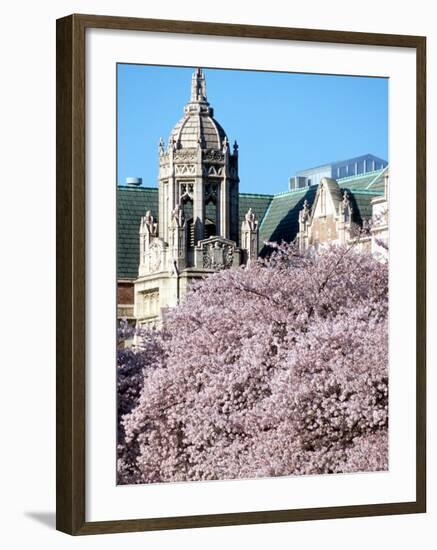 Cherry Blooms at the University of Washington, Seattle, Washington, USA-William Sutton-Framed Photographic Print