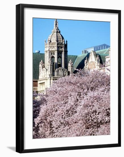 Cherry Blooms at the University of Washington, Seattle, Washington, USA-William Sutton-Framed Photographic Print