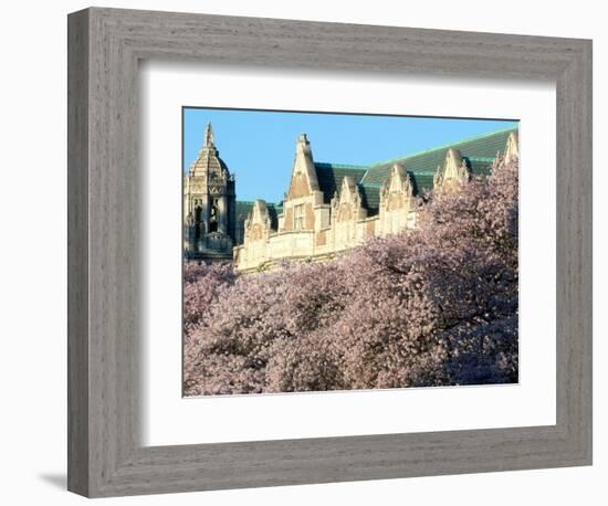 Cherry Blooms at the University of Washington, Seattle, Washington, USA-William Sutton-Framed Photographic Print