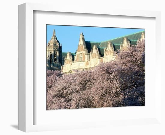 Cherry Blooms at the University of Washington, Seattle, Washington, USA-William Sutton-Framed Photographic Print