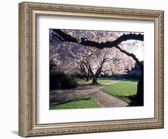 Cherry Blooms at the University of Washington, Seattle, Washington, USA-William Sutton-Framed Photographic Print