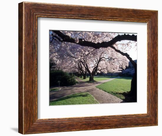 Cherry Blooms at the University of Washington, Seattle, Washington, USA-William Sutton-Framed Photographic Print