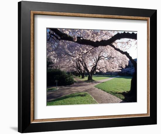 Cherry Blooms at the University of Washington, Seattle, Washington, USA-William Sutton-Framed Photographic Print