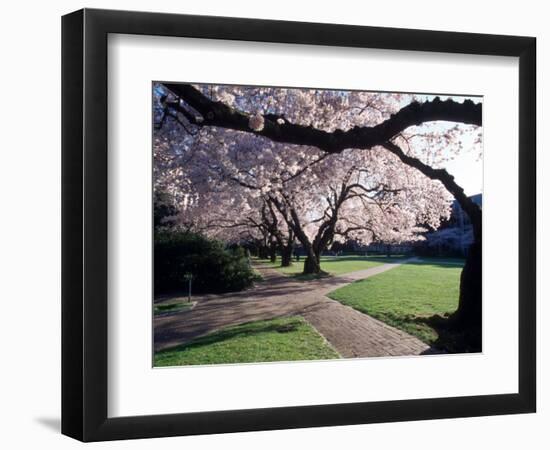 Cherry Blooms at the University of Washington, Seattle, Washington, USA-William Sutton-Framed Photographic Print