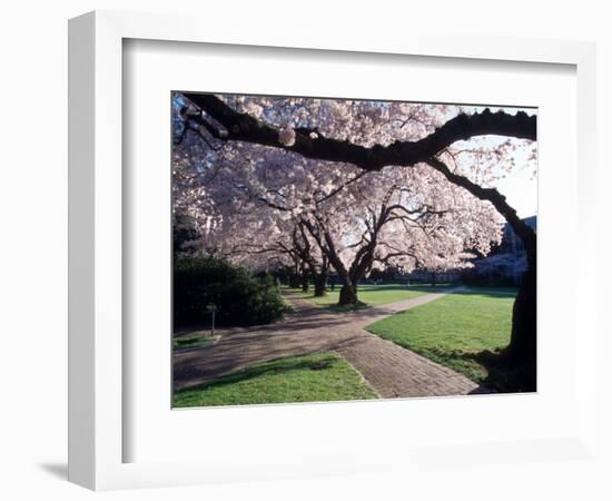 Cherry Blooms at the University of Washington, Seattle, Washington, USA-William Sutton-Framed Photographic Print