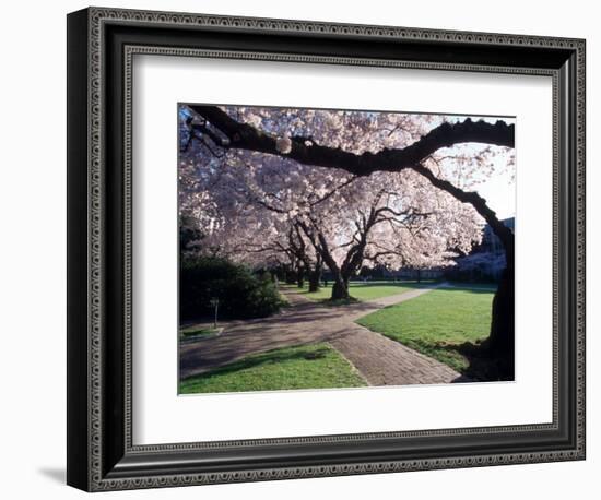 Cherry Blooms at the University of Washington, Seattle, Washington, USA-William Sutton-Framed Photographic Print