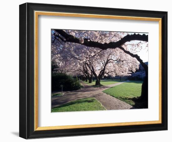 Cherry Blooms at the University of Washington, Seattle, Washington, USA-William Sutton-Framed Photographic Print
