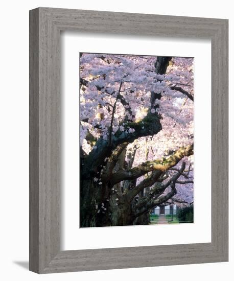 Cherry Blooms at the University of Washington, Seattle, Washington, USA-William Sutton-Framed Photographic Print