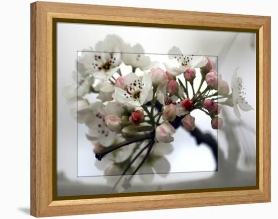 Cherry Blooms-Karen Williams-Framed Premier Image Canvas