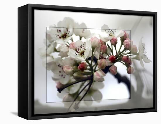 Cherry Blooms-Karen Williams-Framed Premier Image Canvas