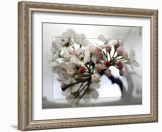 Cherry Blooms-Karen Williams-Framed Photographic Print