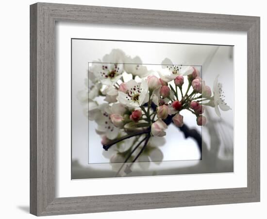 Cherry Blooms-Karen Williams-Framed Photographic Print