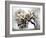 Cherry Blooms-Karen Williams-Framed Photographic Print