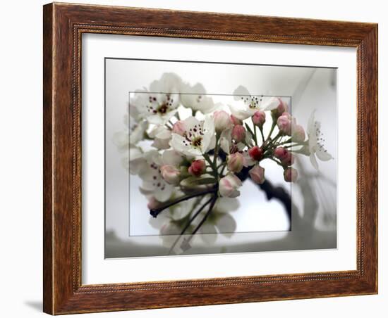 Cherry Blooms-Karen Williams-Framed Photographic Print