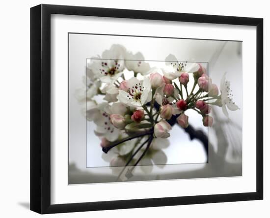 Cherry Blooms-Karen Williams-Framed Photographic Print