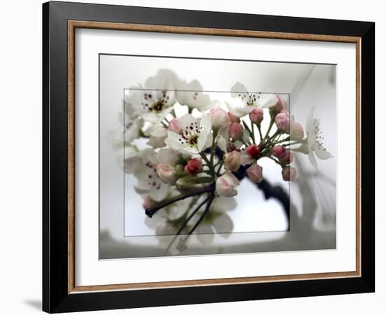 Cherry Blooms-Karen Williams-Framed Photographic Print
