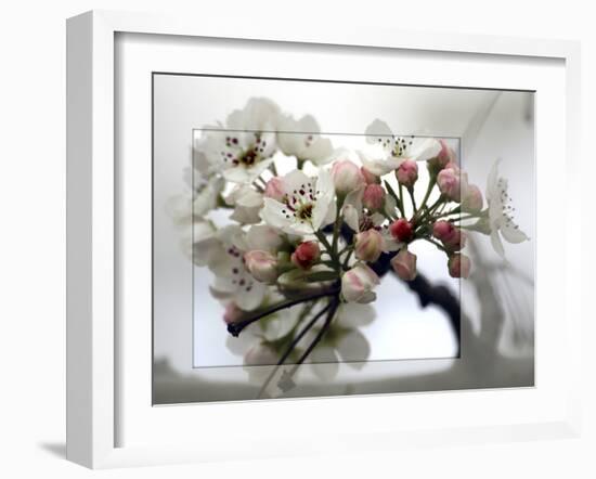 Cherry Blooms-Karen Williams-Framed Photographic Print