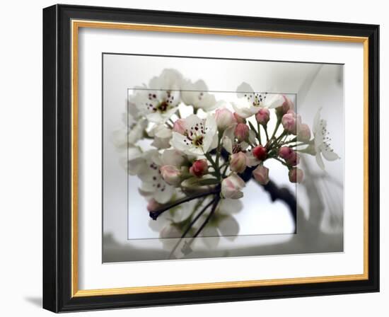 Cherry Blooms-Karen Williams-Framed Photographic Print