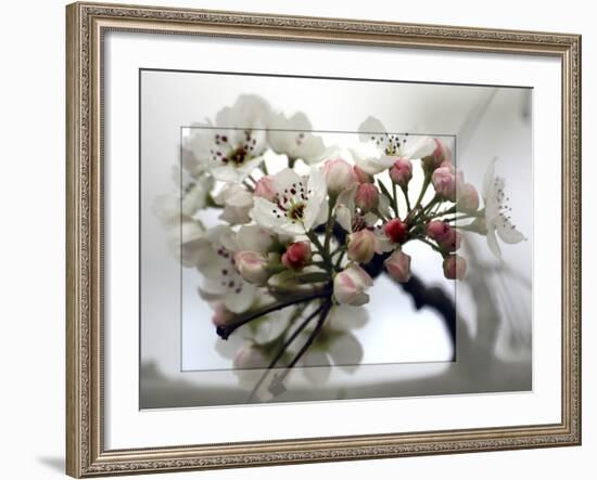 Cherry Blooms-Karen Williams-Framed Photographic Print