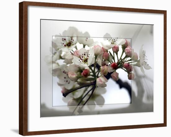 Cherry Blooms-Karen Williams-Framed Photographic Print