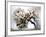 Cherry Blooms-Karen Williams-Framed Photographic Print