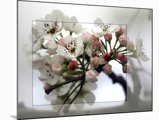 Cherry Blooms-Karen Williams-Mounted Photographic Print
