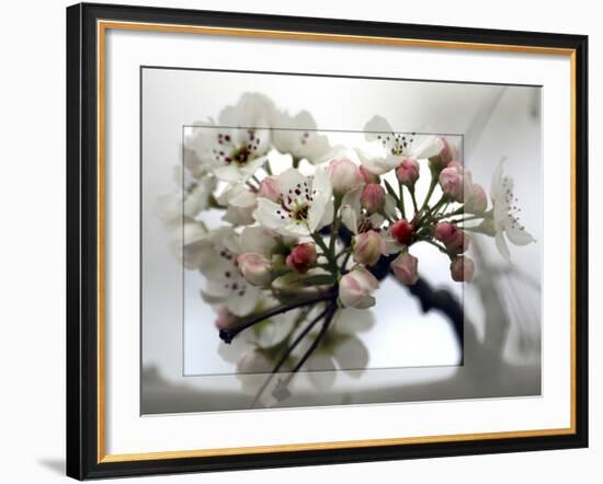 Cherry Blooms-Karen Williams-Framed Photographic Print