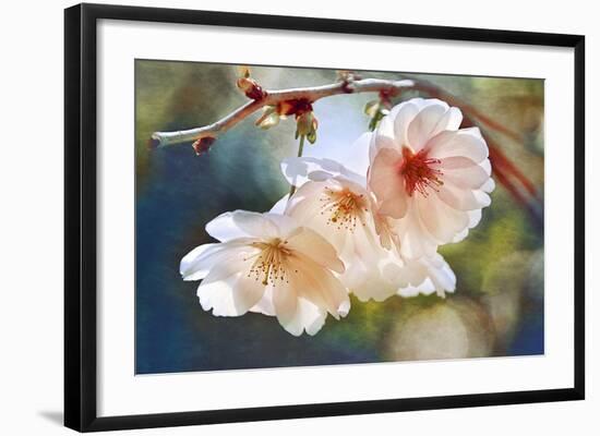 Cherry Blossom 1-Leda Robertson-Framed Giclee Print