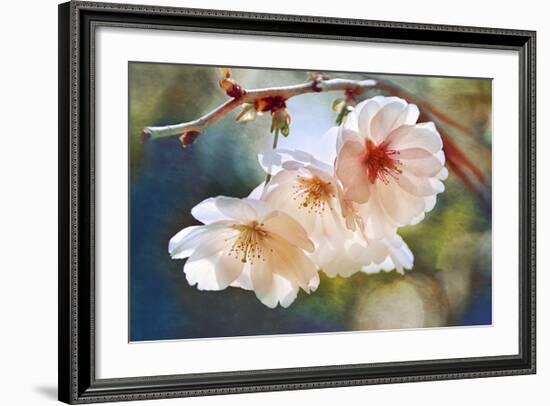 Cherry Blossom 1-Leda Robertson-Framed Giclee Print