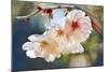 Cherry Blossom 1-Leda Robertson-Mounted Giclee Print