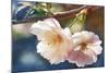 Cherry Blossom 2-Leda Robertson-Mounted Giclee Print