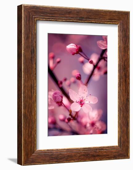 Cherry Blossom 2-Philippe Sainte-Laudy-Framed Photographic Print